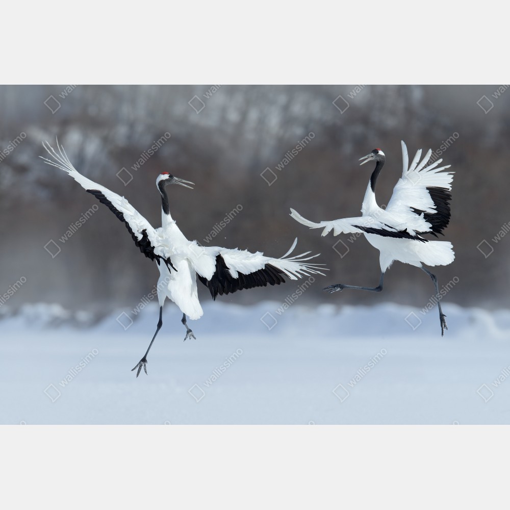 Naklejka na biurko i stół tańczące żurawie koroniaste na śniegu, Hokkaido – Wallissimo® Naklejka na biurko i stół tańczące żurawie koroniaste na śniegu, Hokkaido – Wallissimo®