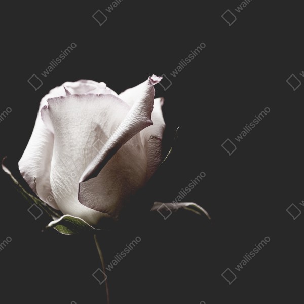 Naklejka na biurko i stół biały róż na czarnym tle – Wallissimo® Naklejka na biurko i stół biały róż na czarnym tle – Wallissimo®