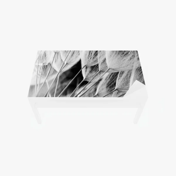 Naklejka na biurko i stół delikatne zbliżenie nasion dmuchawca czarno-białe