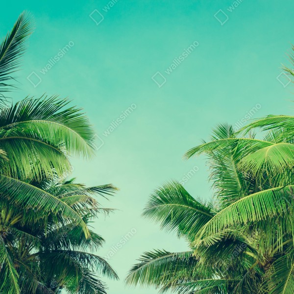 Naklejka na biurko i stół tropikalny baldachim palm pod turkusowym niebem – Wallissimo® Naklejka na biurko i stół tropikalny baldachim palm pod turkusowym niebem – Wallissimo®