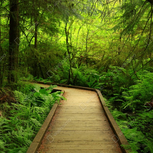 Naklejka na biurko i stół spokojna zielona kładka leśna – Wallissimo® Naklejka na biurko i stół spokojna zielona kładka leśna – Wallissimo®