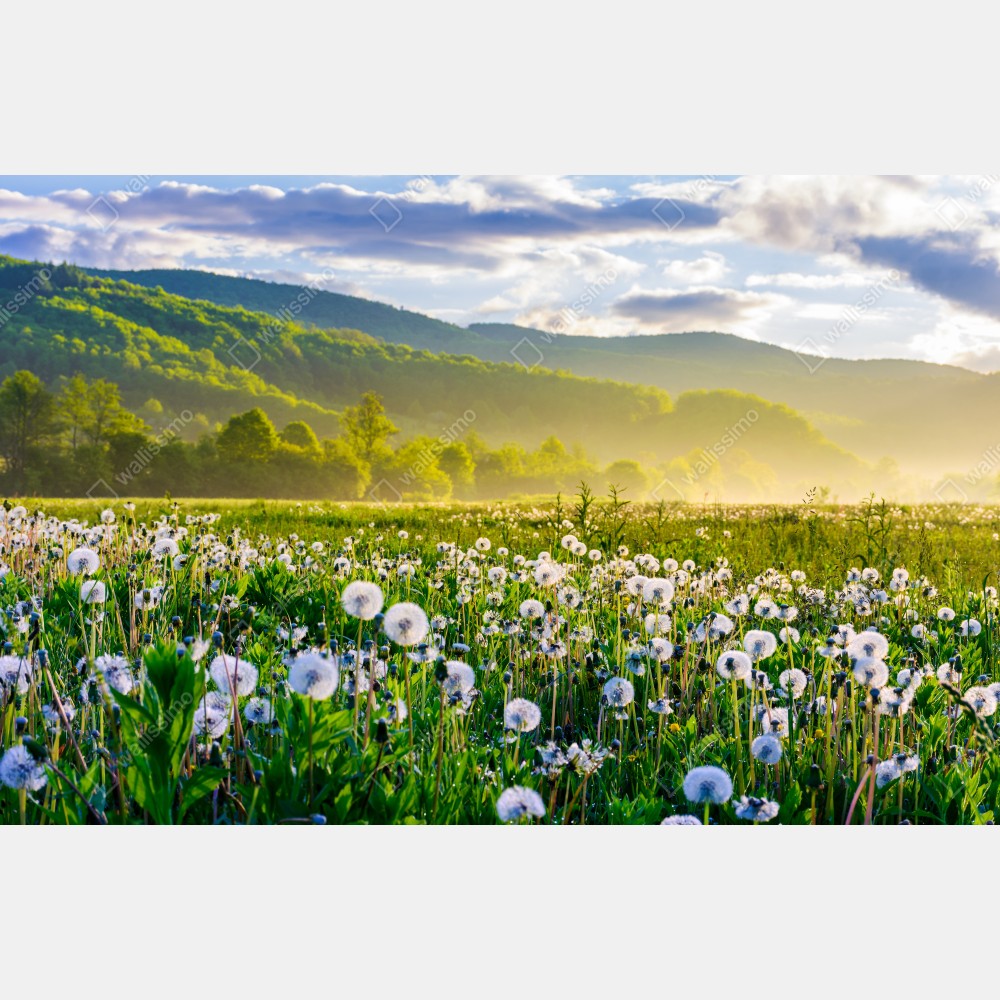 Naklejka na biurko i stół mglista łąka mleczy o wschodzie słońca – Wallissimo® Naklejka na biurko i stół mglista łąka mleczy o wschodzie słońca – Wallissimo®