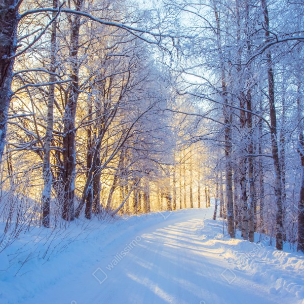 Naklejka na biurko i stół zimowy las brzozowy ze złotym świtem – Wallissimo® Naklejka na biurko i stół zimowy las brzozowy ze złotym świtem – Wallissimo®