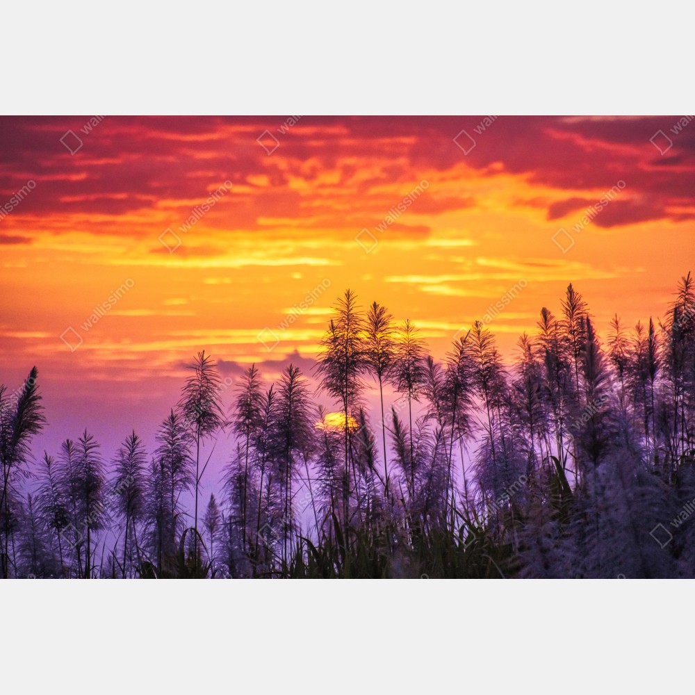 Naklejka na biurko i stół złoty zachód słońca nad trawami – Wallissimo® Naklejka na biurko i stół złoty zachód słońca nad trawami – Wallissimo®