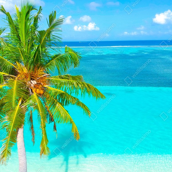 Naklejka na biurko i stół tropikalna turkusowa plaża z palmą – Wallissimo® Naklejka na biurko i stół tropikalna turkusowa plaża z palmą – Wallissimo®