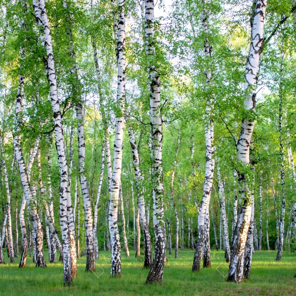 Naklejka na biurko i stół spokojny brzozowy gaj latem – Wallissimo® Naklejka na biurko i stół spokojny brzozowy gaj latem – Wallissimo®