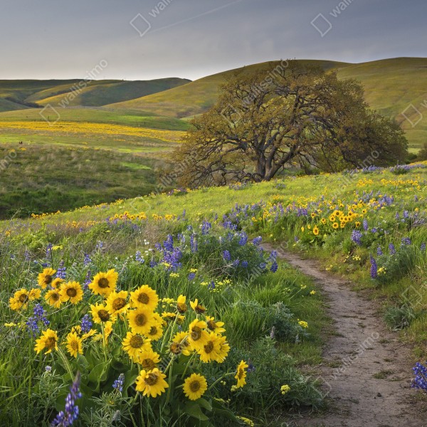 Naklejka na biurko i stół ścieżka przez złotą łąkę z dzikimi kwiatami – Wallissimo® Naklejka na biurko i stół ścieżka przez złotą łąkę z dzikimi kwiatami – Wallissimo®