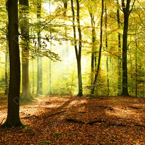 Naklejka na biurko i stół złoty jesienny las o poranku – Wallissimo® Naklejka na biurko i stół złoty jesienny las o poranku – Wallissimo®