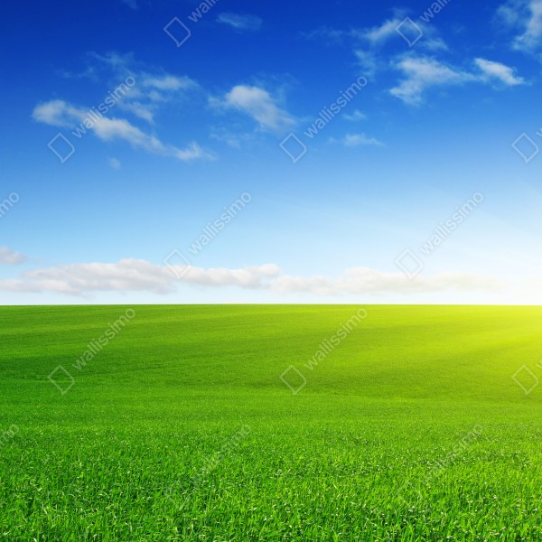 Naklejka na biurko i stół słoneczna zielona łąka o wschodzie – Wallissimo® Naklejka na biurko i stół słoneczna zielona łąka o wschodzie – Wallissimo®