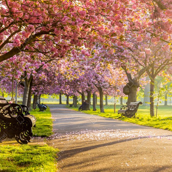 Naklejka na biurko i stół aleja kwitnących wiśni wiosną – Wallissimo® Naklejka na biurko i stół aleja kwitnących wiśni wiosną – Wallissimo®