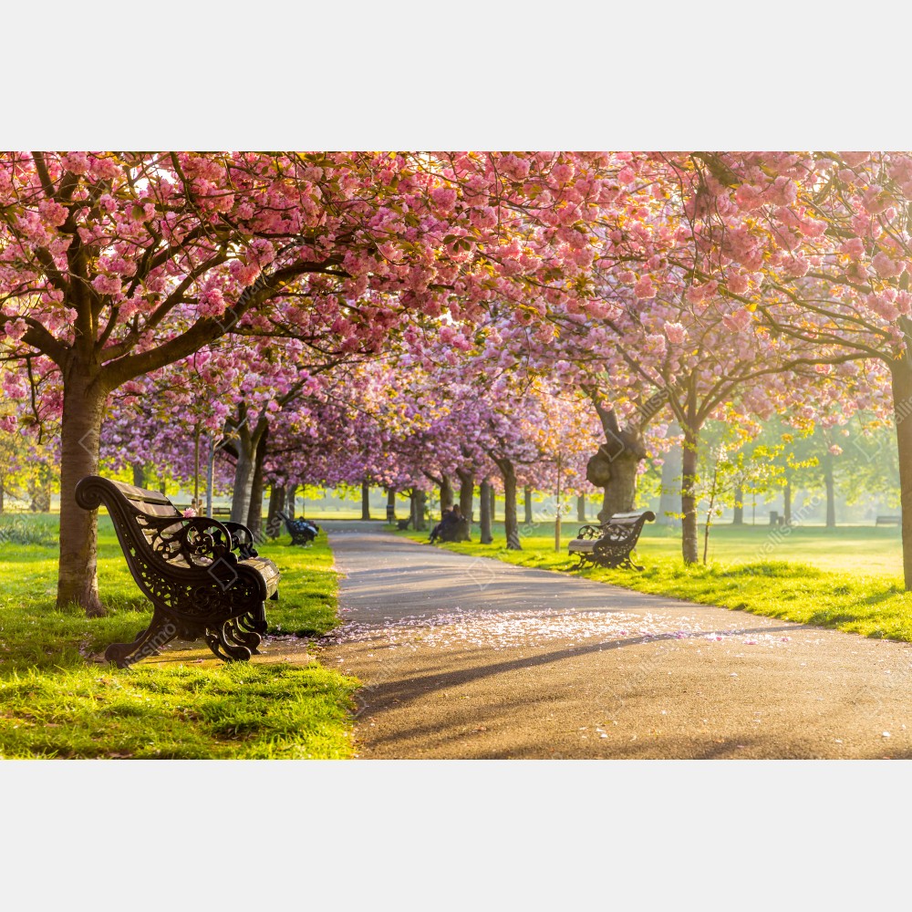 Naklejka na biurko i stół aleja kwitnących wiśni wiosną – Wallissimo® Naklejka na biurko i stół aleja kwitnących wiśni wiosną – Wallissimo®