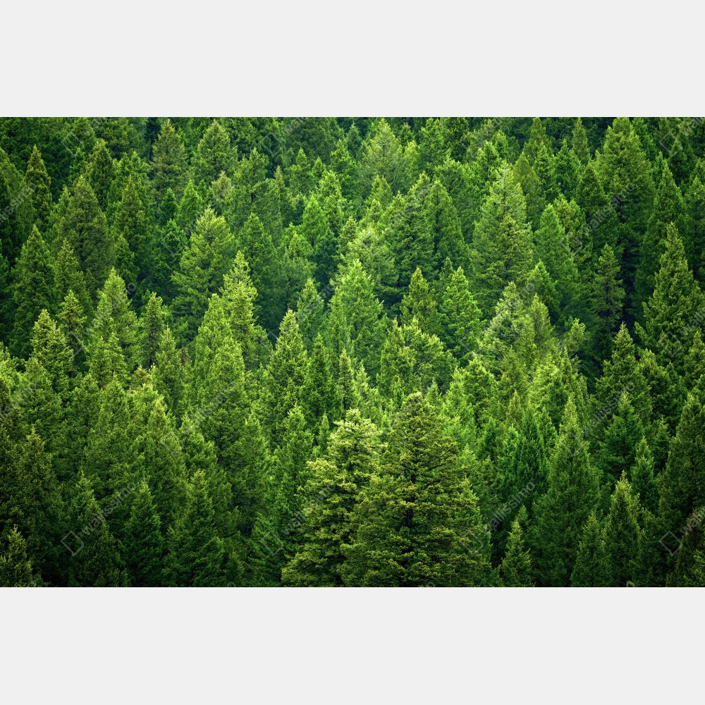 Naklejka na biurko i stół bujna korona lasu sosnowego – Wallissimo® Naklejka na biurko i stół bujna korona lasu sosnowego – Wallissimo®