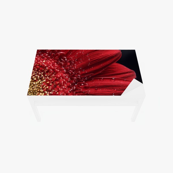 Naklejka na biurko i stół czerwona gerbera makro z kroplami rosy