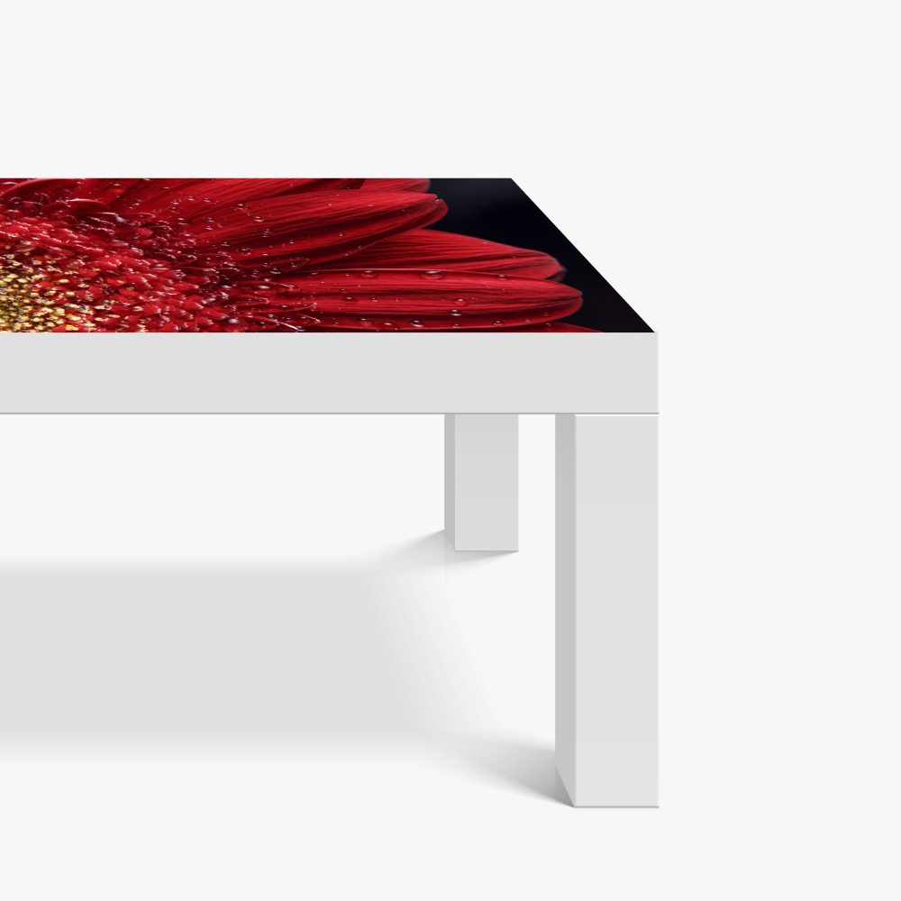 Naklejka na biurko i stół czerwona gerbera makro z kroplami rosy – Wallissimo® Naklejka na biurko i stół czerwona gerbera makro z kroplami rosy – Wallissimo®