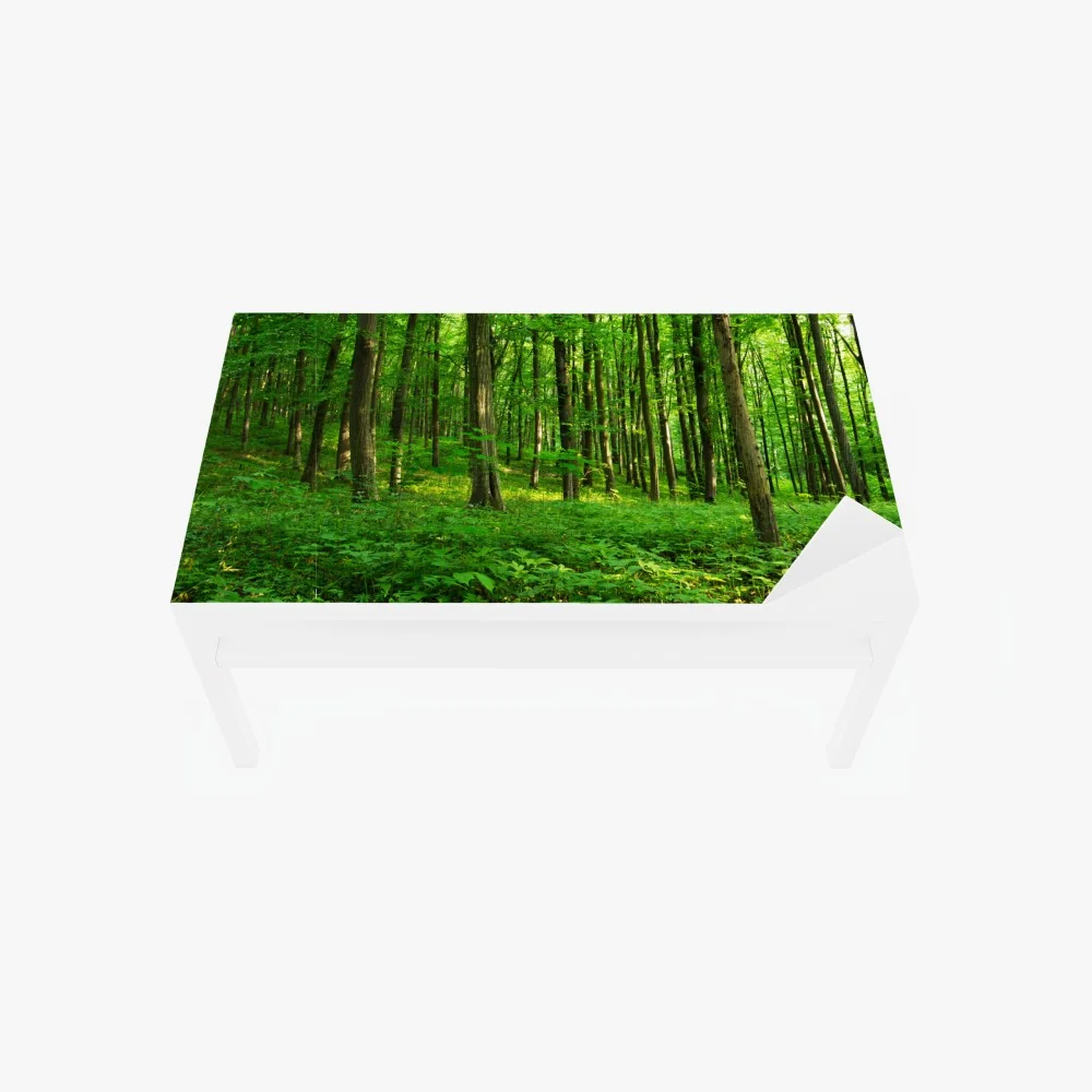 Naklejka na biurko i stół słoneczny zielony las wiosną – Wallissimo® Naklejka na biurko i stół słoneczny zielony las wiosną – Wallissimo®
