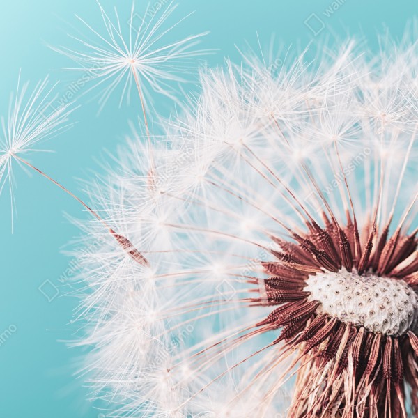 Naklejka na biurko i stół delikatny dmuchawiec na turkusowym tle – Wallissimo® Naklejka na biurko i stół delikatny dmuchawiec na turkusowym tle – Wallissimo®