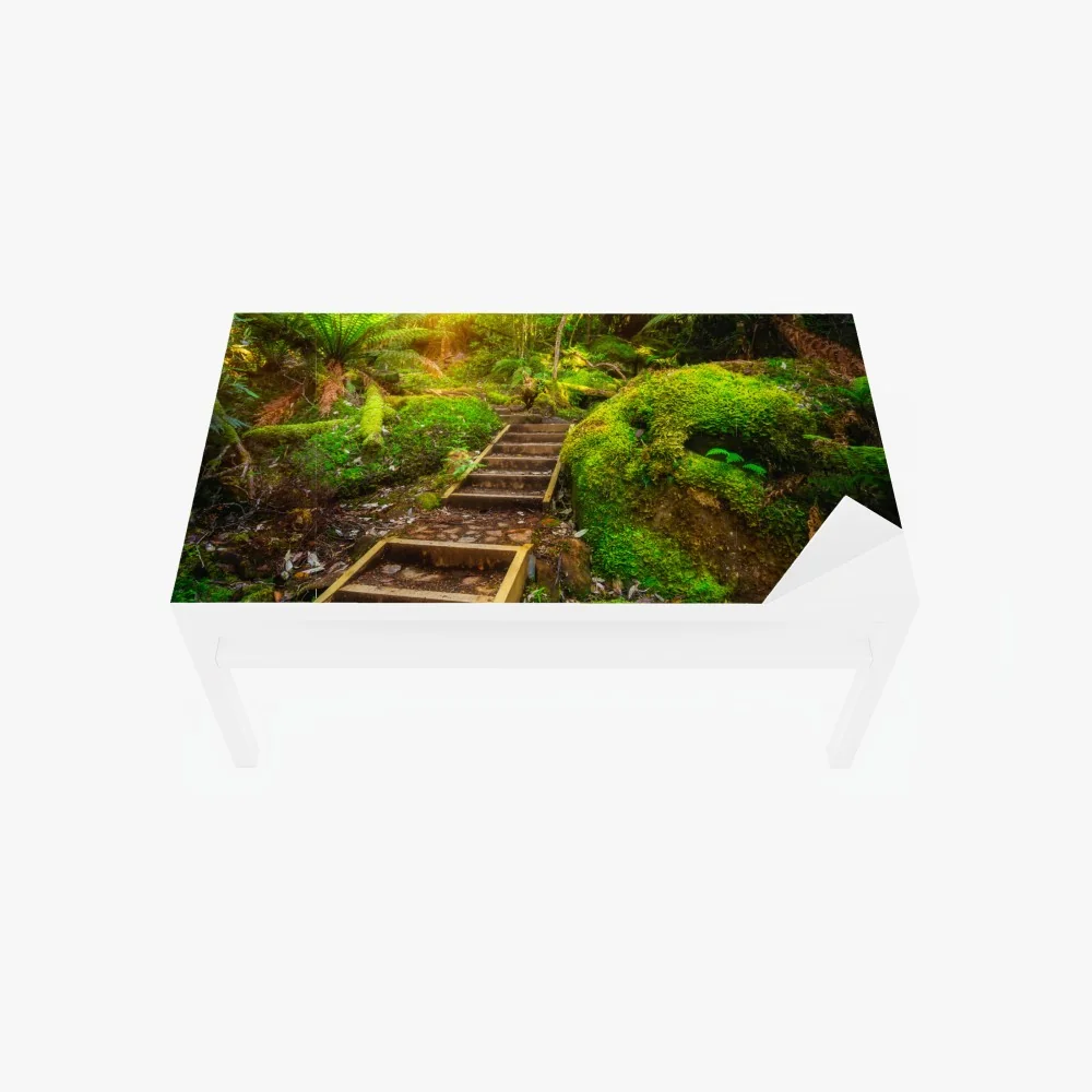 Naklejka na biurko i stół ścieżka w lesie deszczowym na Półwyspie Tasmańskim – Wallissimo® Naklejka na biurko i stół ścieżka w lesie deszczowym na Półwyspie Tasmańskim – Wallissimo®