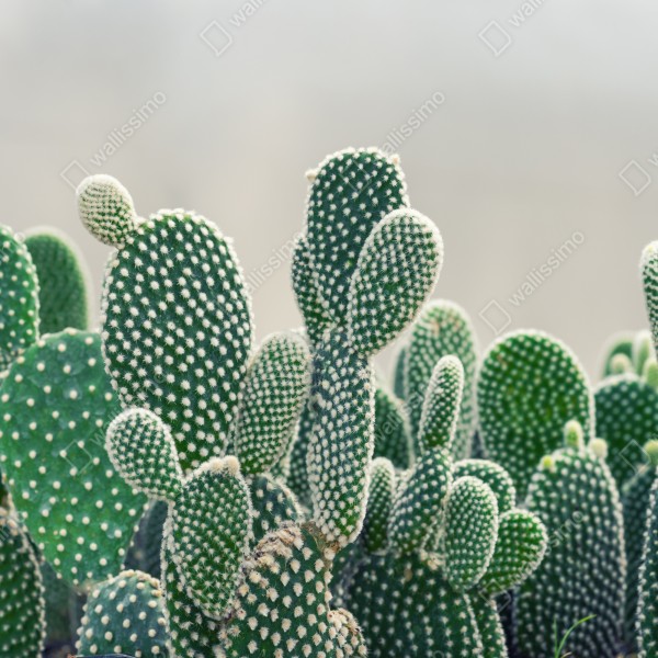 Naklejka na biurko i stół zbliżenie kaktusa opuncji – Wallissimo® Naklejka na biurko i stół zbliżenie kaktusa opuncji – Wallissimo®