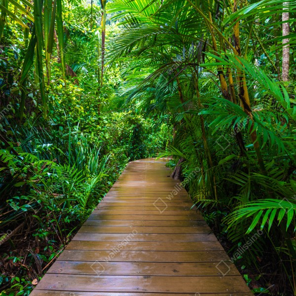 Naklejka na biurko i stół mangrowa kładka w bujnej zielonej dżungli – Wallissimo® Naklejka na biurko i stół mangrowa kładka w bujnej zielonej dżungli – Wallissimo®