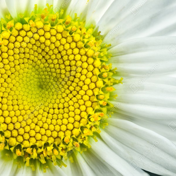 Naklejka na biurko i stół makro stokrotki w spiralnym wzorze – Wallissimo® Naklejka na biurko i stół makro stokrotki w spiralnym wzorze – Wallissimo®