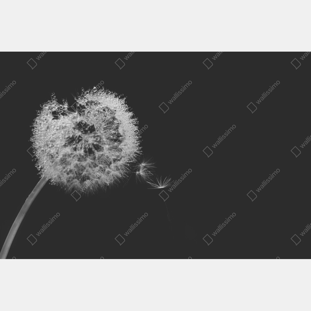 Naklejka na biurko i stół delikatny dmuchawiec w monochromie – Wallissimo® Naklejka na biurko i stół delikatny dmuchawiec w monochromie – Wallissimo®