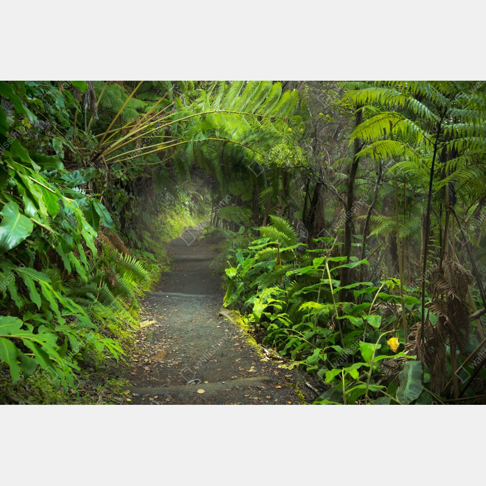 Naklejka na biurko i stół bujny las deszczowy na szlaku Kilauea Iki, Hawaje – Wallissimo® Naklejka na biurko i stół bujny las deszczowy na szlaku Kilauea Iki, Hawaje – Wallissimo®