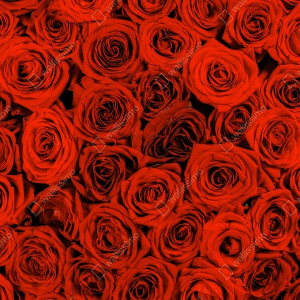 Naklejka na biurko i stół bujny bukiet czerwonych róż – Wallissimo® Naklejka na biurko i stół bujny bukiet czerwonych róż – Wallissimo®