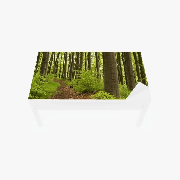 Naklejka na biurko i stół spokojna zielona ścieżka leśna