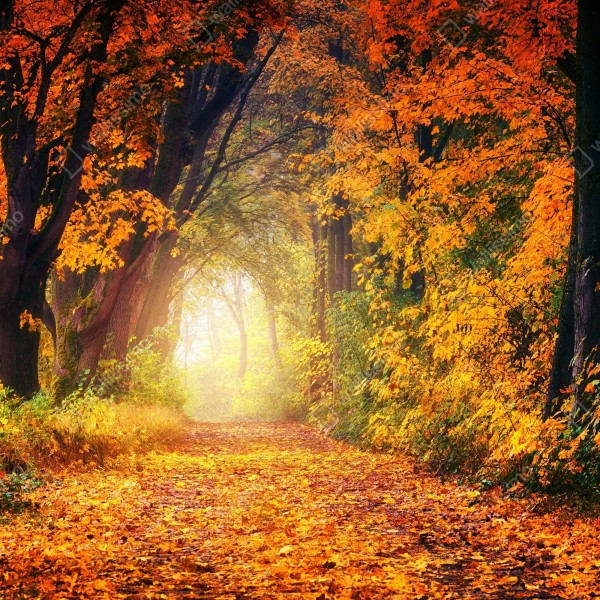 Naklejka na biurko i stół jesienna leśna ścieżka w złotym świetle – Wallissimo® Naklejka na biurko i stół jesienna leśna ścieżka w złotym świetle – Wallissimo®