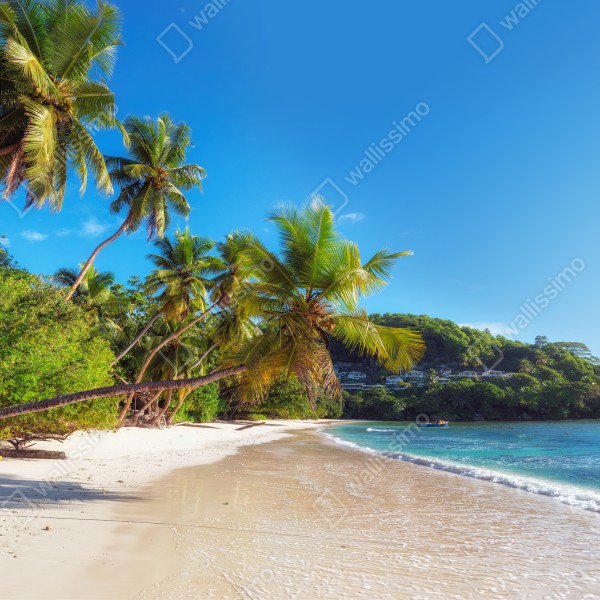 Naklejka na biurko i stół tropikalna plaża z palmami – Wallissimo® Naklejka na biurko i stół tropikalna plaża z palmami – Wallissimo®