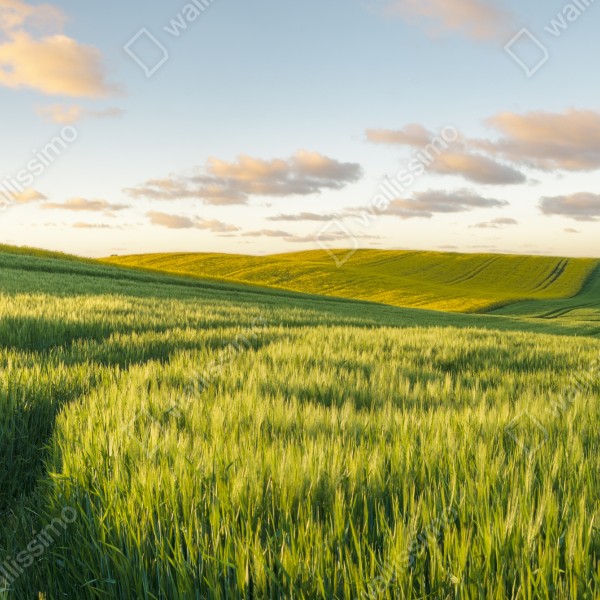 Naklejka na biurko i stół spokojna zielona łąka panorama – Wallissimo® Naklejka na biurko i stół spokojna zielona łąka panorama – Wallissimo®