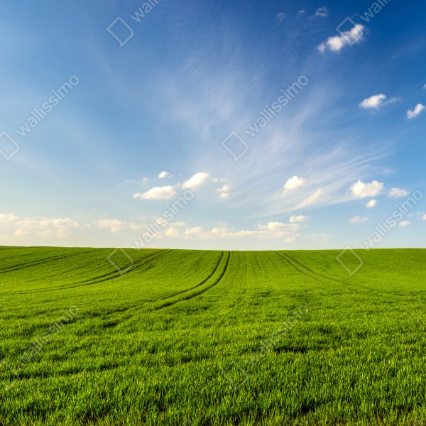 Naklejka na biurko i stół wiosenna zielona panorama łąki – Wallissimo® Naklejka na biurko i stół wiosenna zielona panorama łąki – Wallissimo®