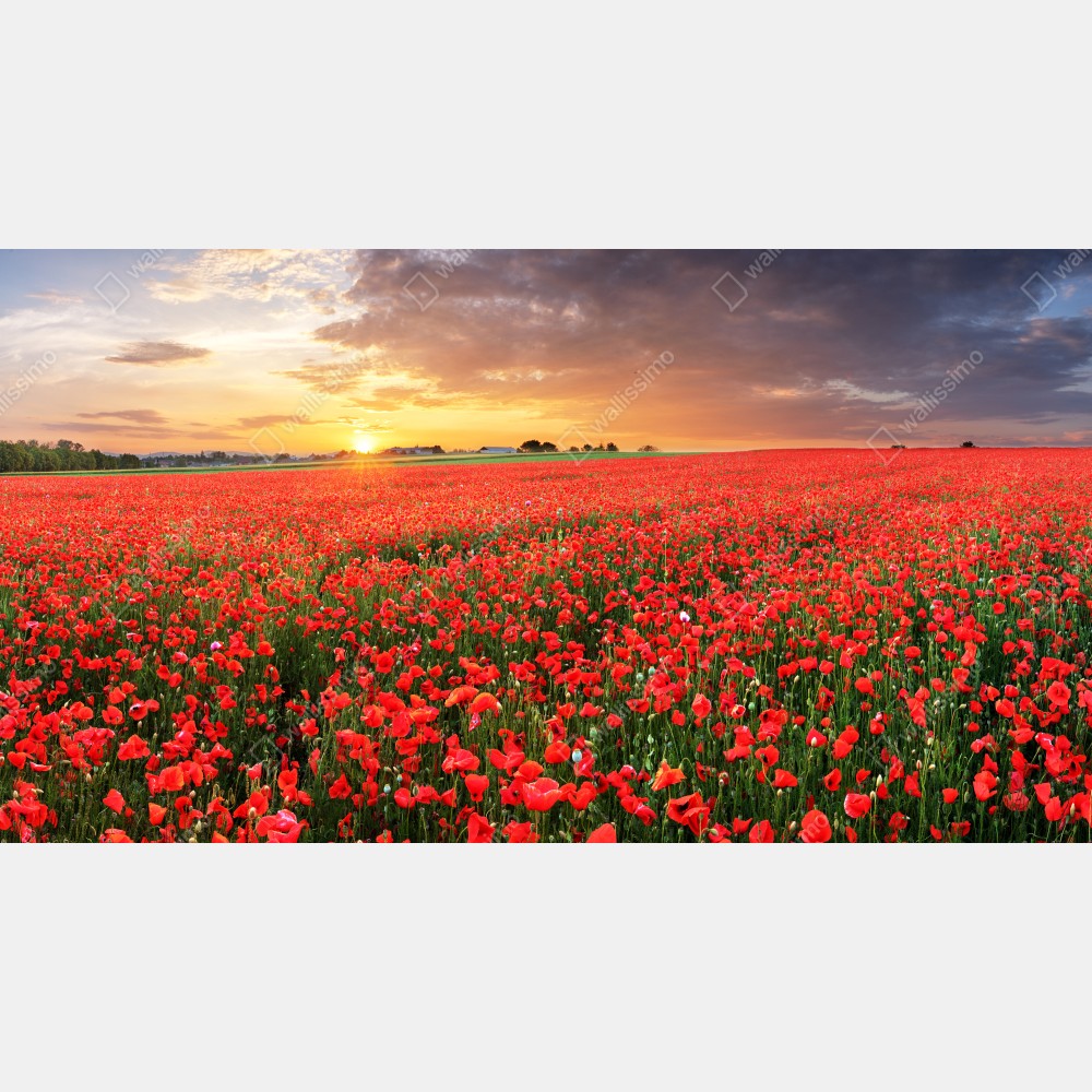 Naklejka na biurko i stół pole maków o zachodzie słońca – Wallissimo® Naklejka na biurko i stół pole maków o zachodzie słońca – Wallissimo®