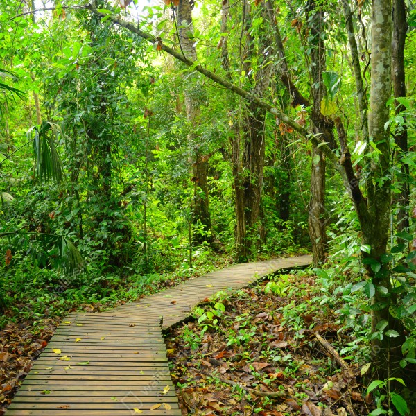 Naklejka na biurko i stół tropikalna kładka w bujnym lesie – Wallissimo® Naklejka na biurko i stół tropikalna kładka w bujnym lesie – Wallissimo®