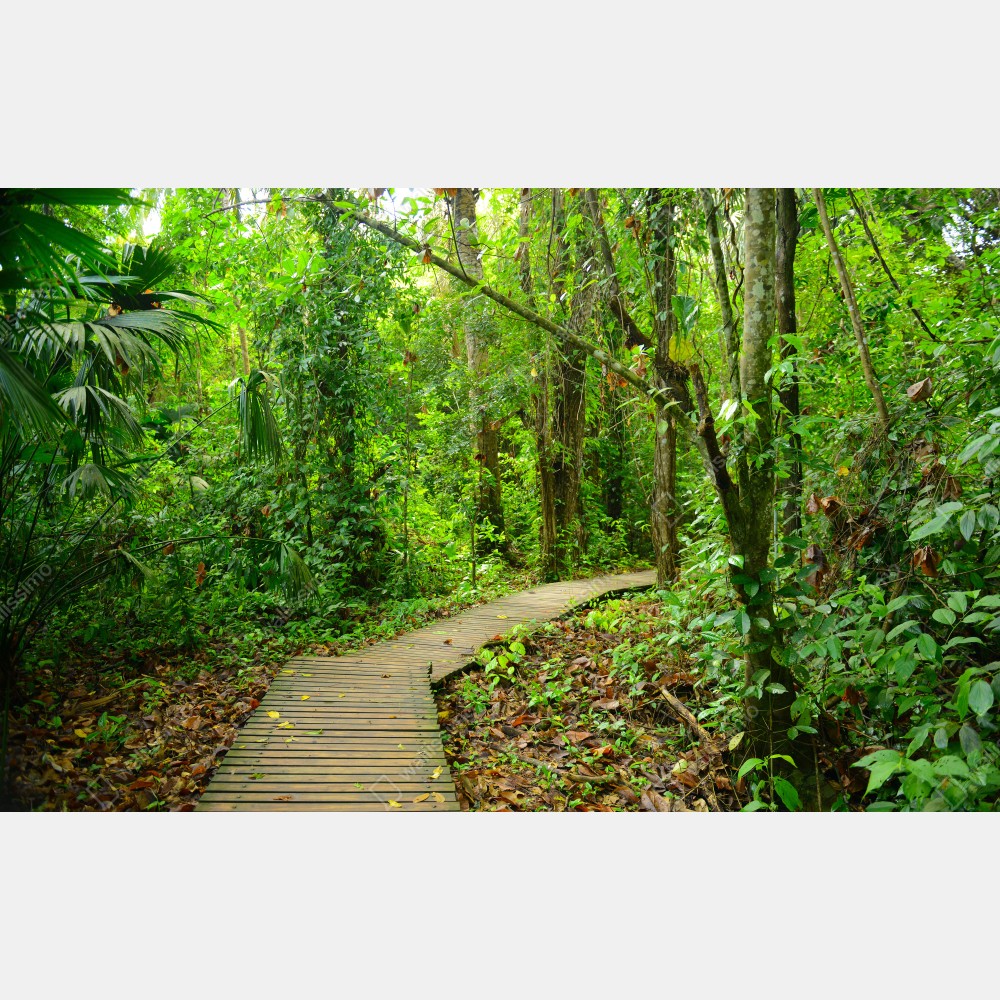 Naklejka na biurko i stół tropikalna kładka w bujnym lesie – Wallissimo® Naklejka na biurko i stół tropikalna kładka w bujnym lesie – Wallissimo®