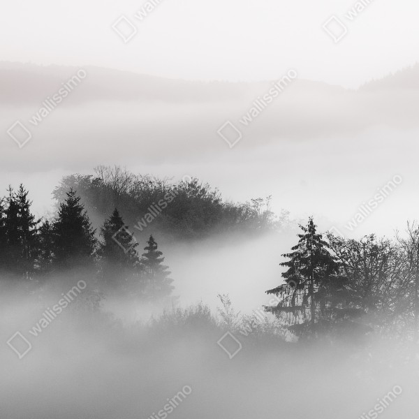 Naklejka na biurko i stół mglisty las w odcieniach szarości – Wallissimo® Naklejka na biurko i stół mglisty las w odcieniach szarości – Wallissimo®