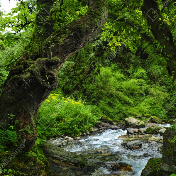 Naklejka na biurko i stół mszysty leśny strumień panorama – Wallissimo® Naklejka na biurko i stół mszysty leśny strumień panorama – Wallissimo®
