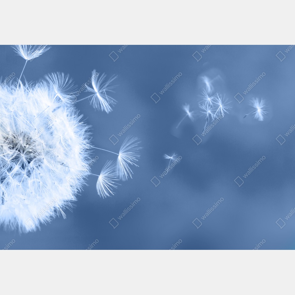 Naklejka na biurko i stół delikatne nasiona dmuchawca w odcieniach niebieskiego – Wallissimo® Naklejka na biurko i stół delikatne nasiona dmuchawca w odcieniach niebieskiego – Wallissimo®