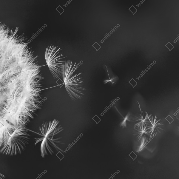 Naklejka na biurko i stół unoszące się nasiona mniszka – Wallissimo® Naklejka na biurko i stół unoszące się nasiona mniszka – Wallissimo®