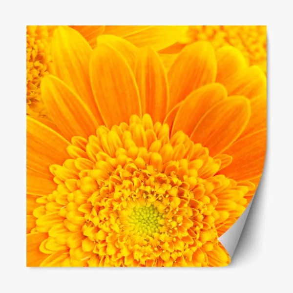 Naklejka repozycjonowalna intensywny pomarańczowy kwiat gerbery z bliska
