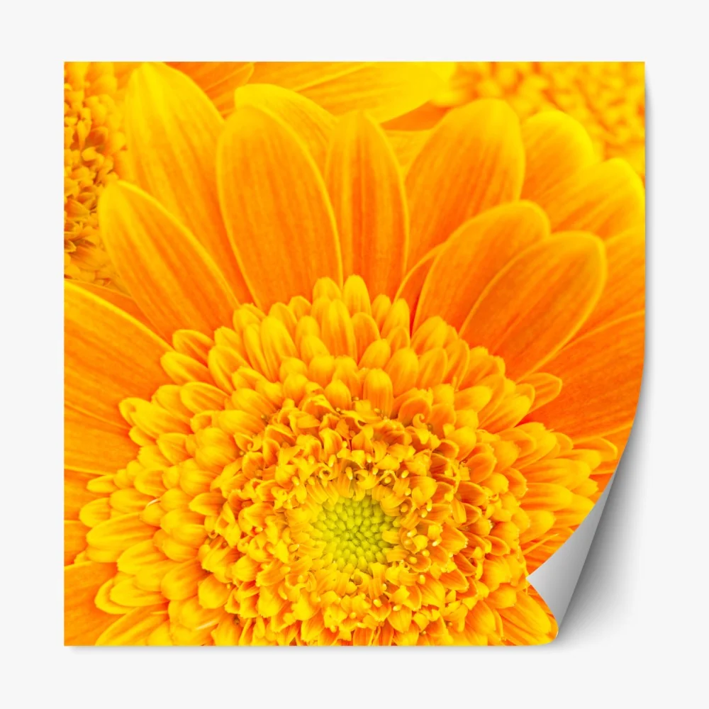 Naklejka repozycjonowalna intensywny pomarańczowy kwiat gerbery z bliska – Wallissimo® Naklejka repozycjonowalna intensywny pomarańczowy kwiat gerbery z bliska – Wallissimo®