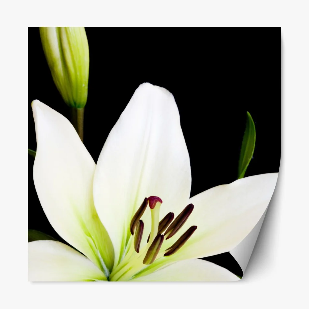 Naklejka repozycjonowalna biała lilia na czarnym tle – Wallissimo® Naklejka repozycjonowalna biała lilia na czarnym tle – Wallissimo®