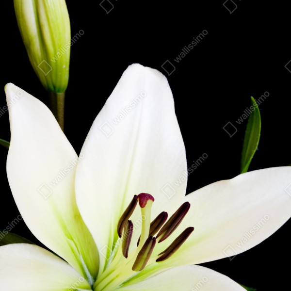 Naklejka repozycjonowalna biała lilia na czarnym tle – Wallissimo® Naklejka repozycjonowalna biała lilia na czarnym tle – Wallissimo®