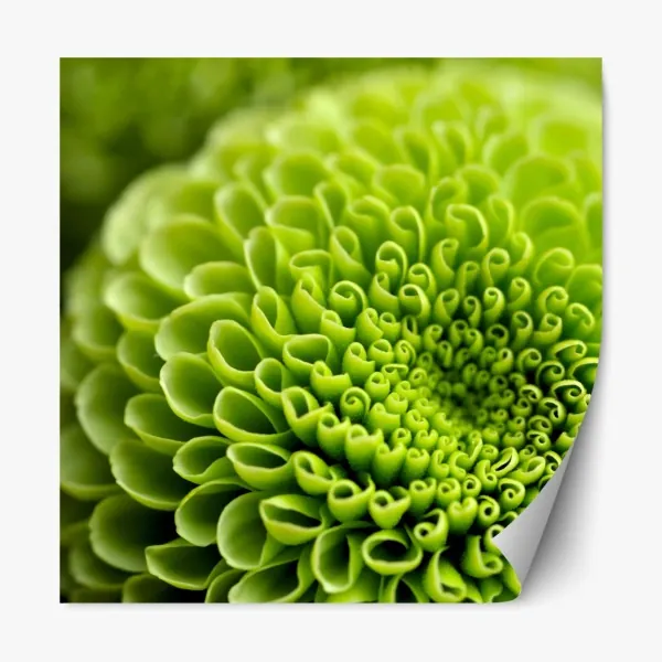 Naklejka repozycjonowalna eleganckie kalie w monochromie – Wallissimo®