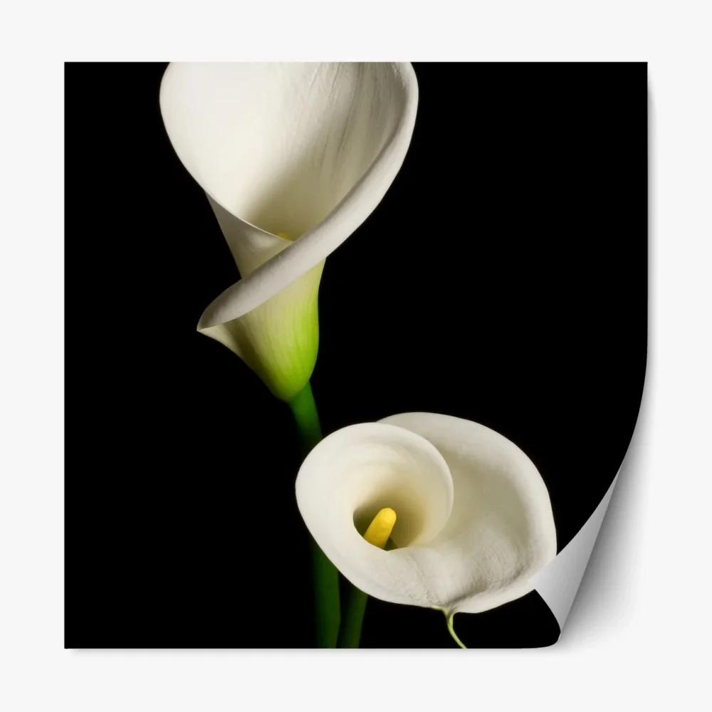 Naklejka repozycjonowalna białe kalie na czarnym tle – Wallissimo® Naklejka repozycjonowalna białe kalie na czarnym tle – Wallissimo®