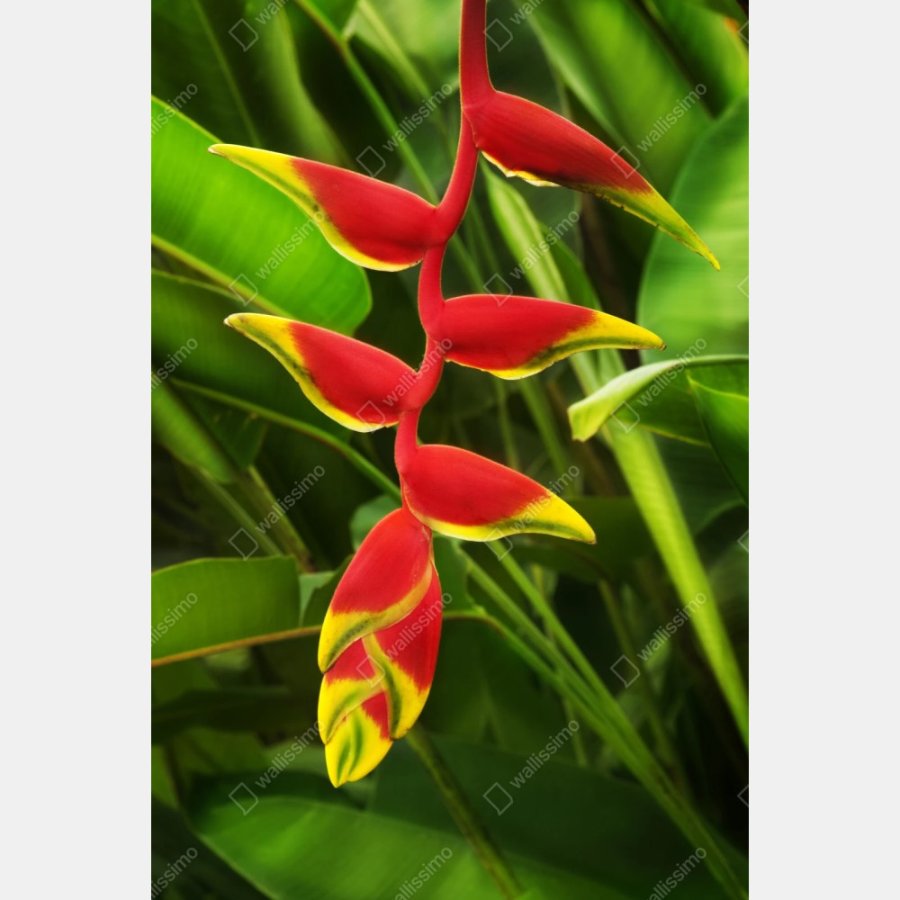 Naklejka repozycjonowalna wibrująca heliconia w tropikalnym listowiu – Wallissimo® Naklejka repozycjonowalna wibrująca heliconia w tropikalnym listowiu – Wallissimo®