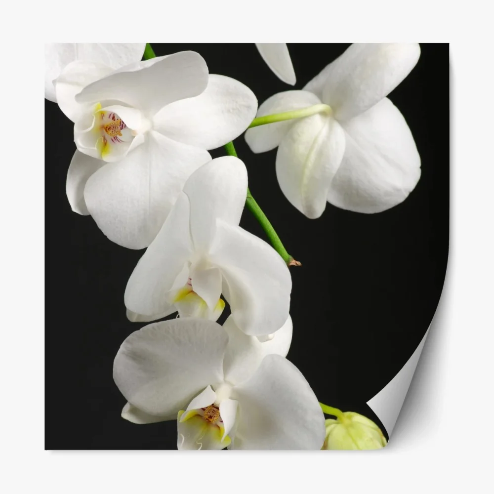 Naklejka repozycjonowalna biała gałązka orchidei na czarnym tle – Wallissimo® Naklejka repozycjonowalna biała gałązka orchidei na czarnym tle – Wallissimo®
