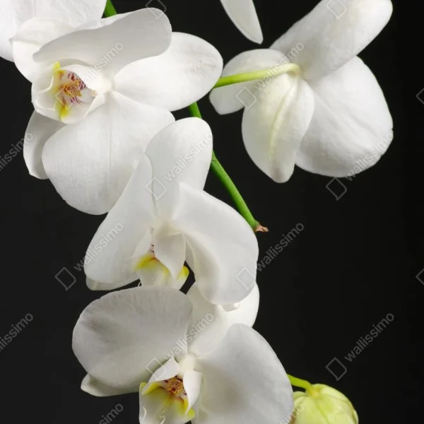 Naklejka repozycjonowalna biała gałązka orchidei na czarnym tle – Wallissimo® Naklejka repozycjonowalna biała gałązka orchidei na czarnym tle – Wallissimo®