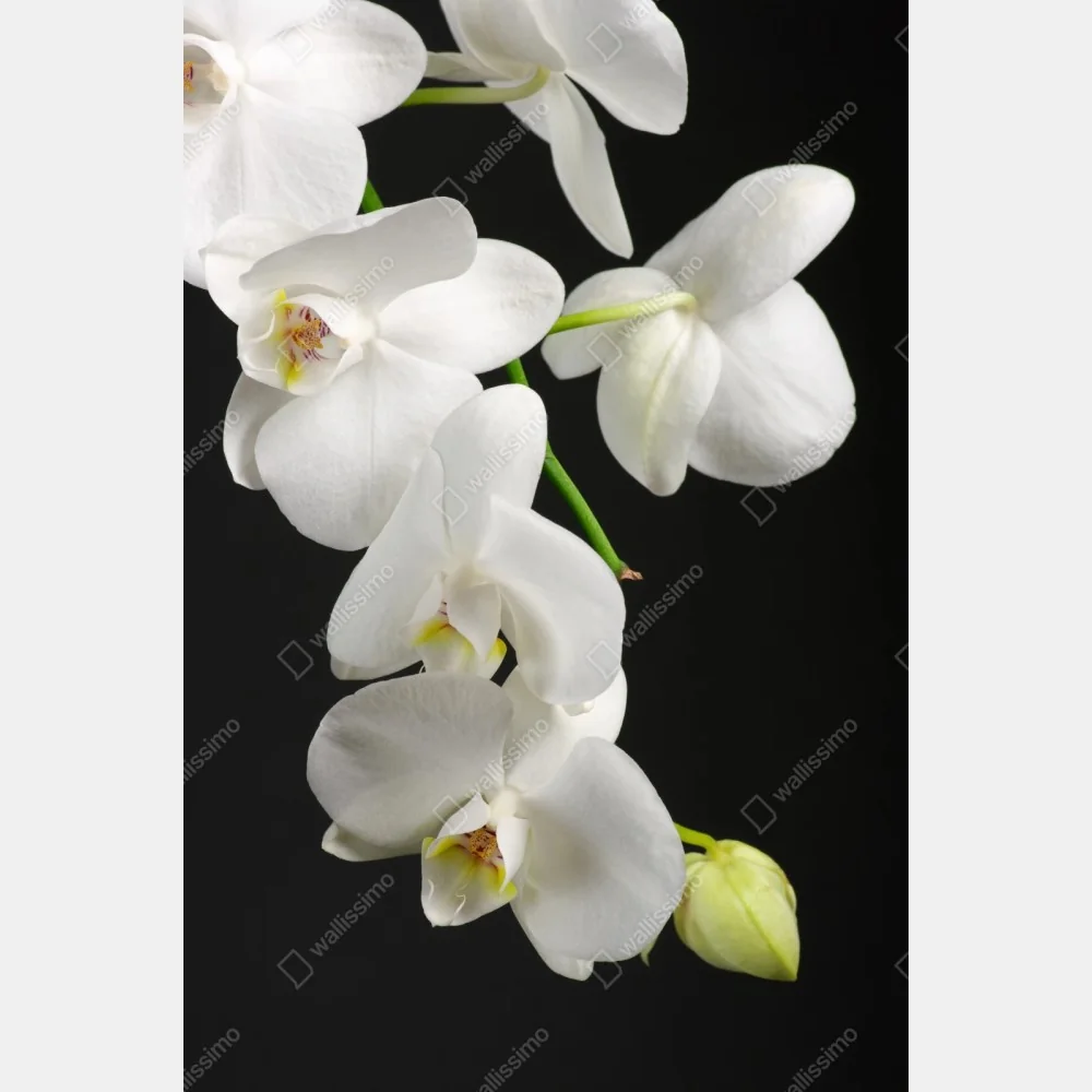 Naklejka repozycjonowalna biała gałązka orchidei na czarnym tle – Wallissimo® Naklejka repozycjonowalna biała gałązka orchidei na czarnym tle – Wallissimo®