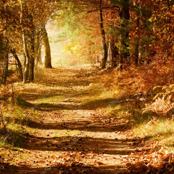 Naklejka repozycjonowalna jesienna leśna ścieżka ze złotym światłem – Wallissimo® Naklejka repozycjonowalna jesienna leśna ścieżka ze złotym światłem – Wallissimo®